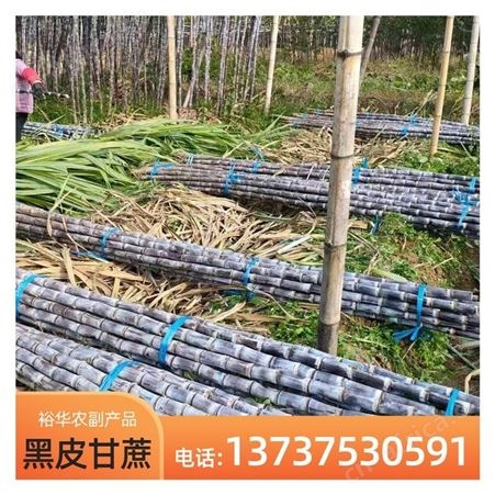 裕华果蔗基地 优质水果黑皮甘蔗 基地种植 全年供应