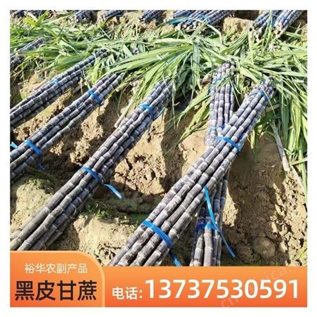 裕华果蔗基地 优质水果黑皮甘蔗 基地种植 全年供应