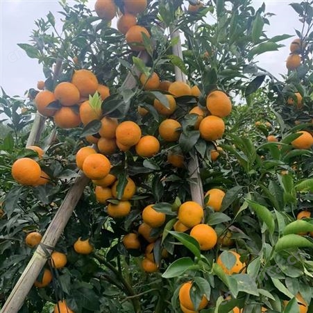 新鲜沃柑现摘现发鲜嫩多汁 当季整箱供应 果园大量出售