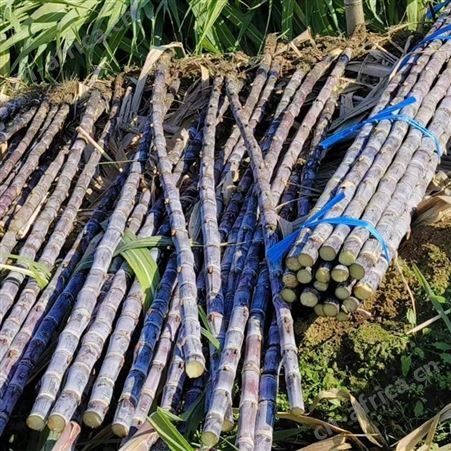 黑皮脆甜杆蔗甜甘蔗 新鲜现砍 当季果蔗整根批发 现货出售