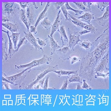 上海HFF-1人包皮成纤维细胞细胞系公司