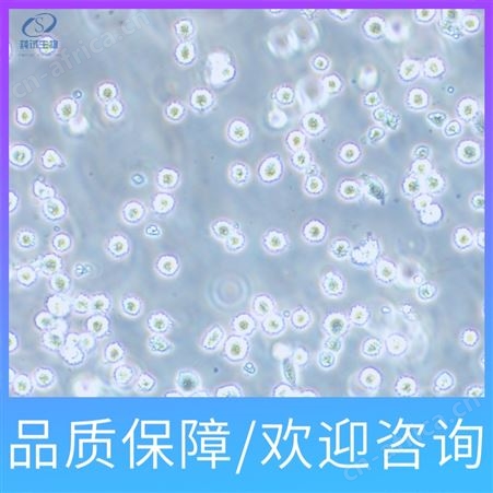 上海HFF-1人包皮成纤维细胞细胞系公司
